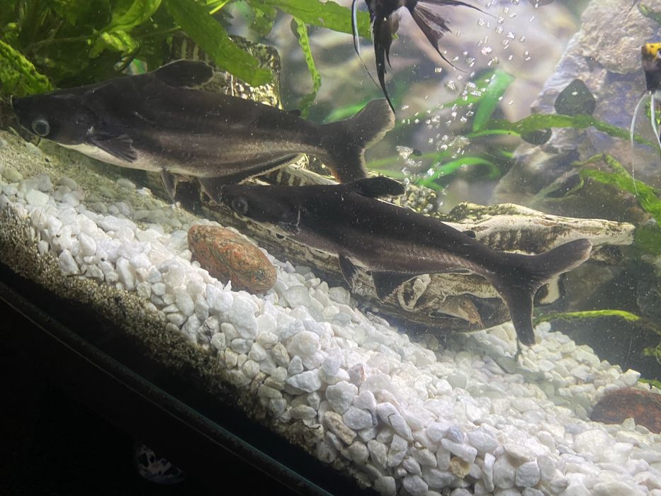 Sumiki rekinie duże