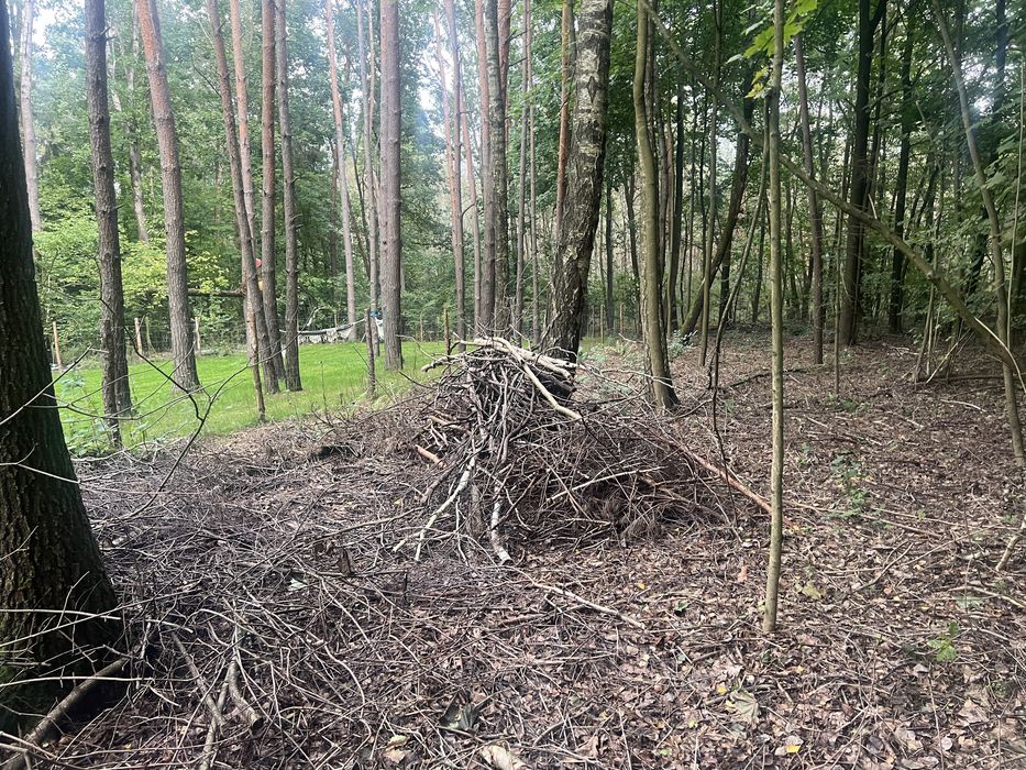 Zaplace za zabranie  gałęzie i korzenie