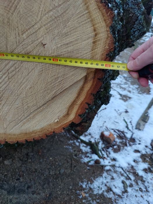 Dąb dłużyca tartaczny