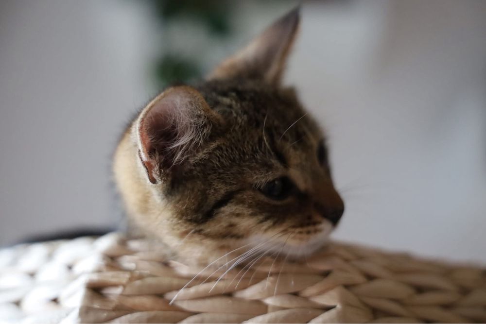 Feniks i Uno kot koty kociaki kotki do adopcji oddam za darmo