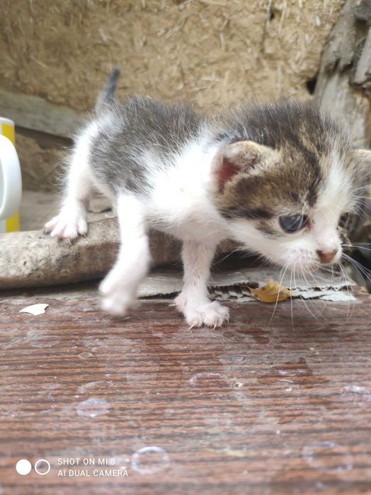 Відаю котинят в добрі руки