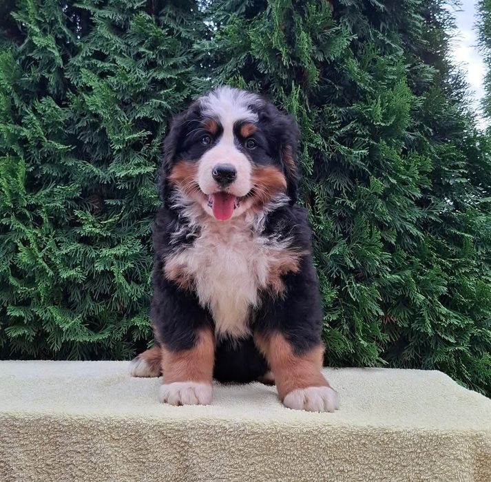 Cadelinha Boieira de Berna (Bouvier Bernois) c/ LOP