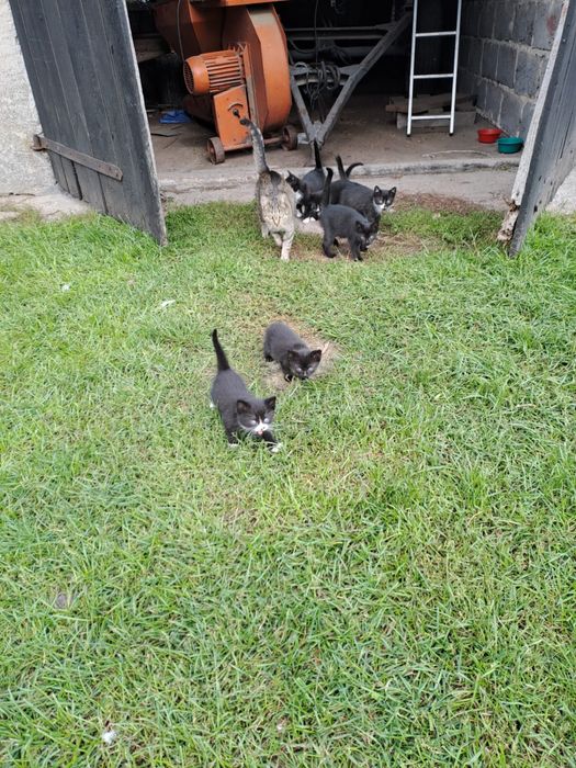 Oddam małe kocięta