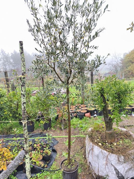 Oliveiras Galegas e outras árvores