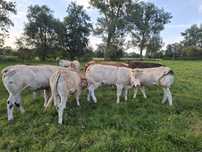 Jałówki Blonde d'Aquitaine