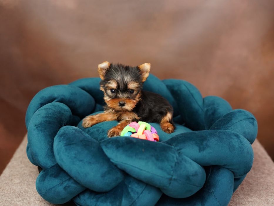 Маленька принцеса шукає замок — Йоркширська дівчинка!