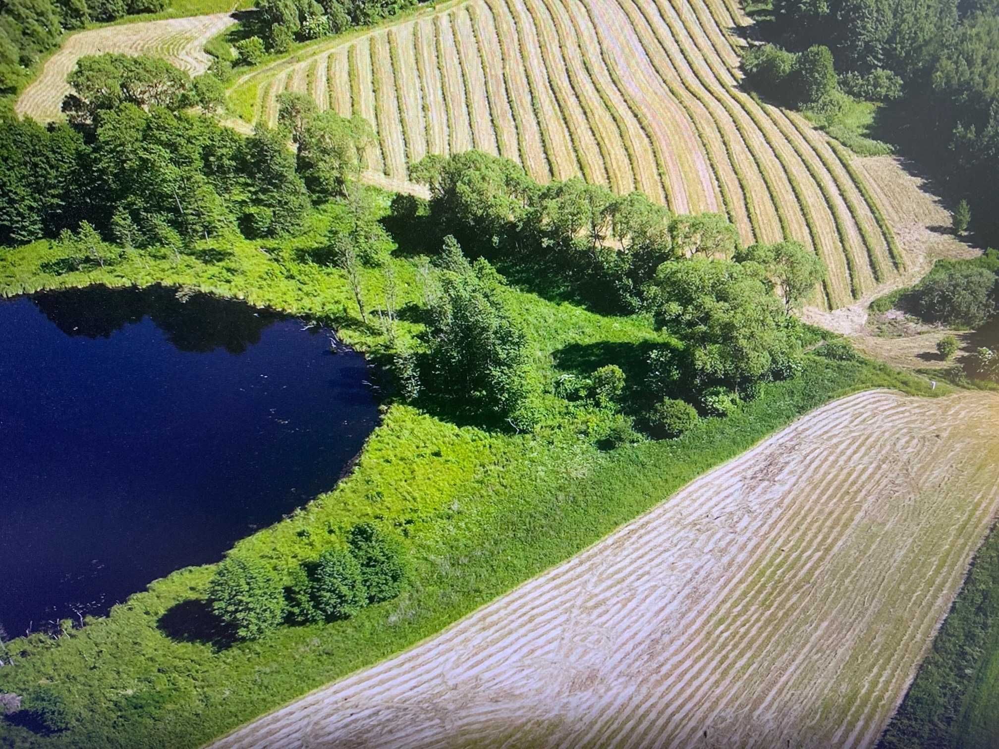 Jezioro i las na Mazurach