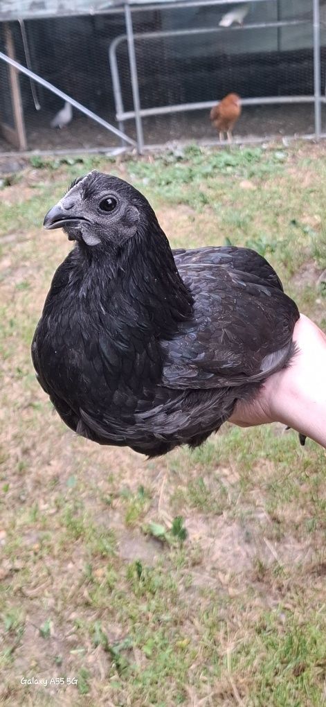 Kury ayam cemani