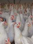 Kury Leghorn 23 tyg Młode kurki Leghorny