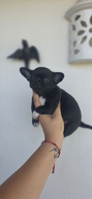 Fabulosa Chihuahua Fêmea Pêlo Curto