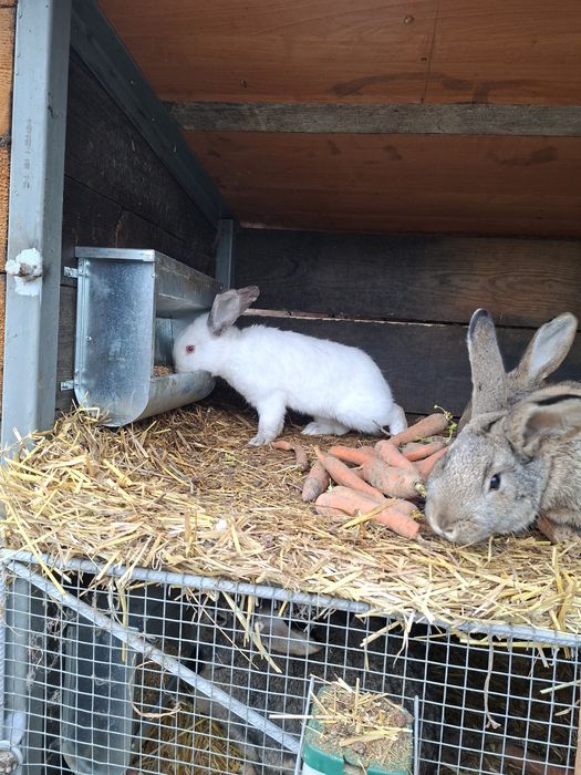 Króliki samiec belg i młode mieszańce