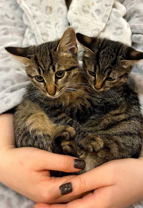 Кошенята в добрі руки | коти | кішки