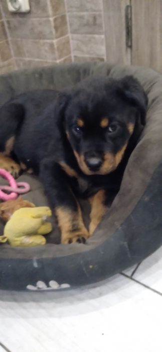 Чистокровные щенки Ротвейлеры.