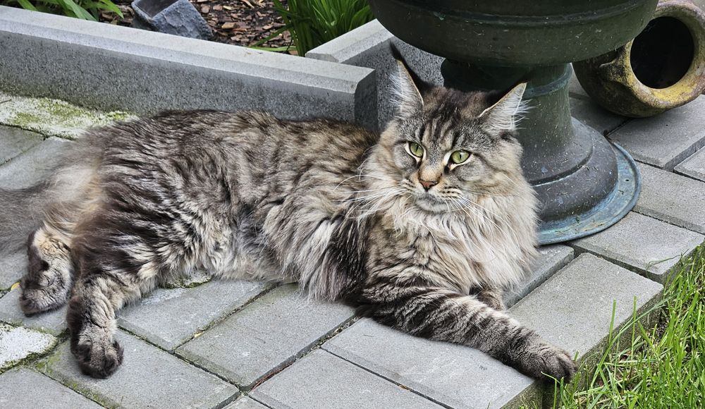 Piękna kotka Maine Coon
