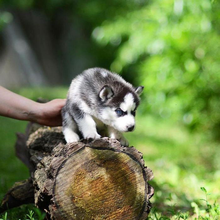 Хаски из сказки. Рокки-2