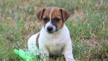 PIESEK Jack Russell Terrier z hodowli BREFIO/badanie genetyczne/odbiór