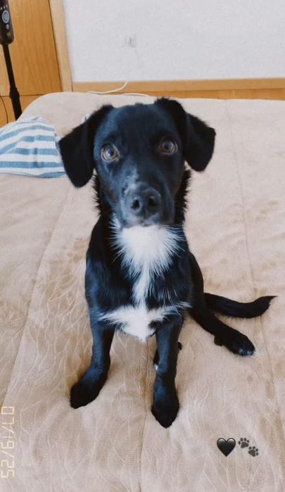 Doação cãozinho Macho