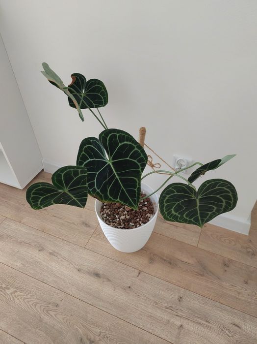 Anthurium clarinervium XXL hydroponika