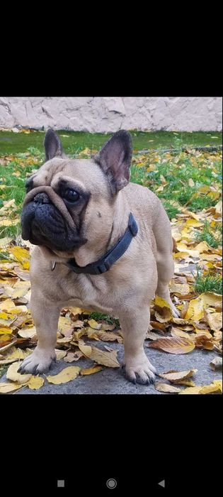 Французькі бульдожки