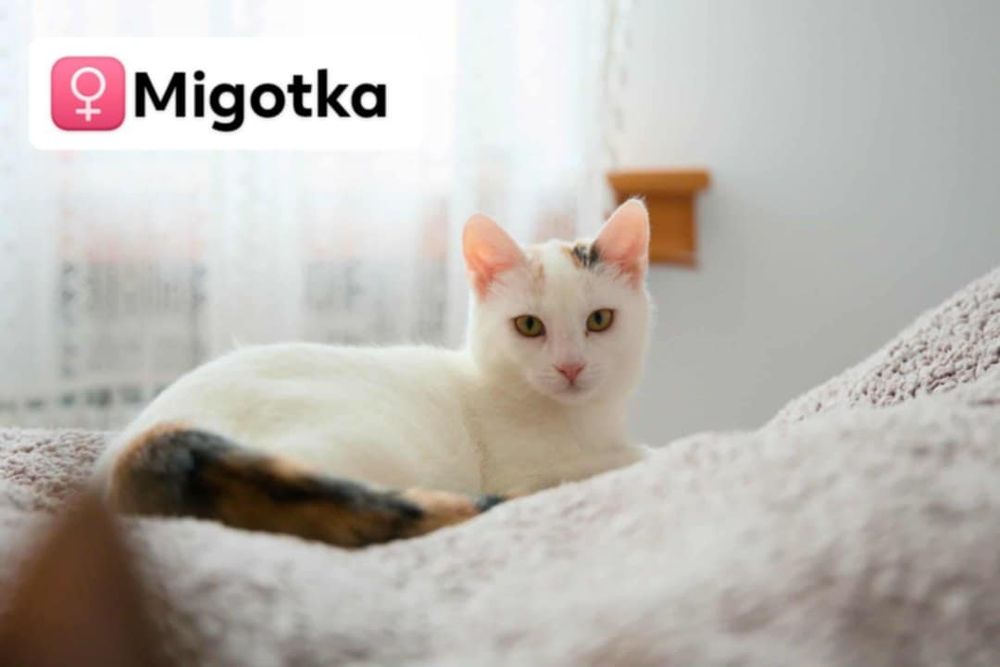 Migotka do adopcji