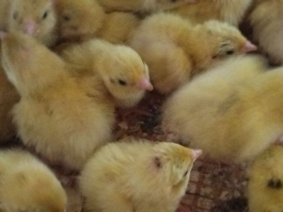 Продам перепілки