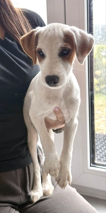 Parson Russell Terrier Rodzice FCI gotowy do odbioru