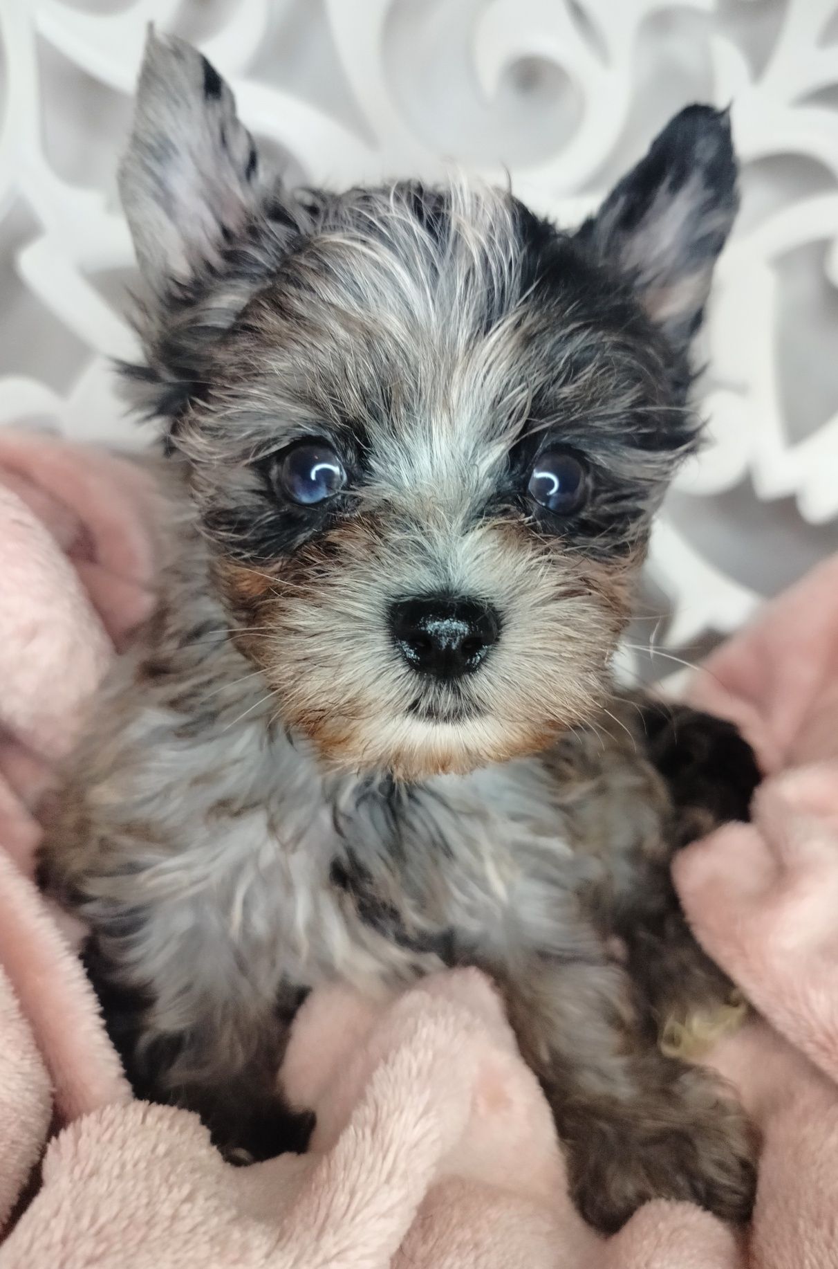 ZAREZERWOWANA. Yorkshire Terrier, Blumerle, suka