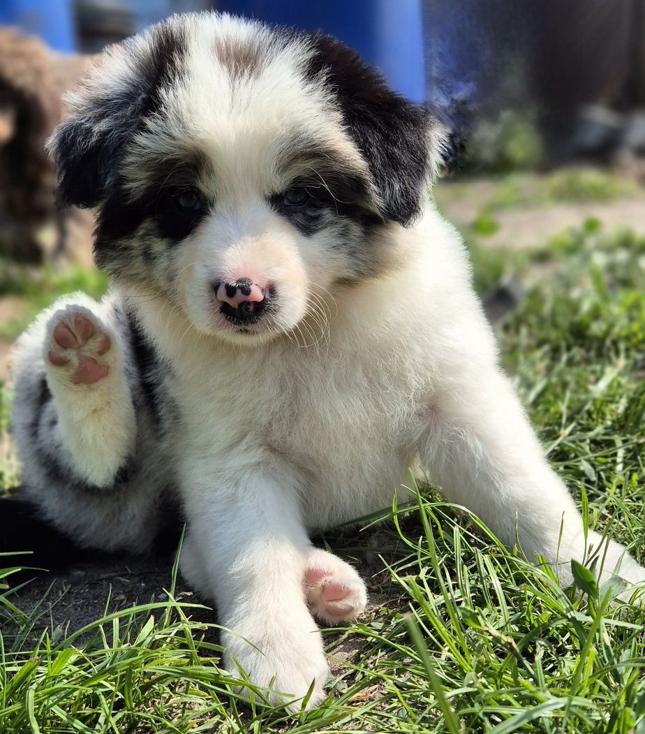 Suczka border collie