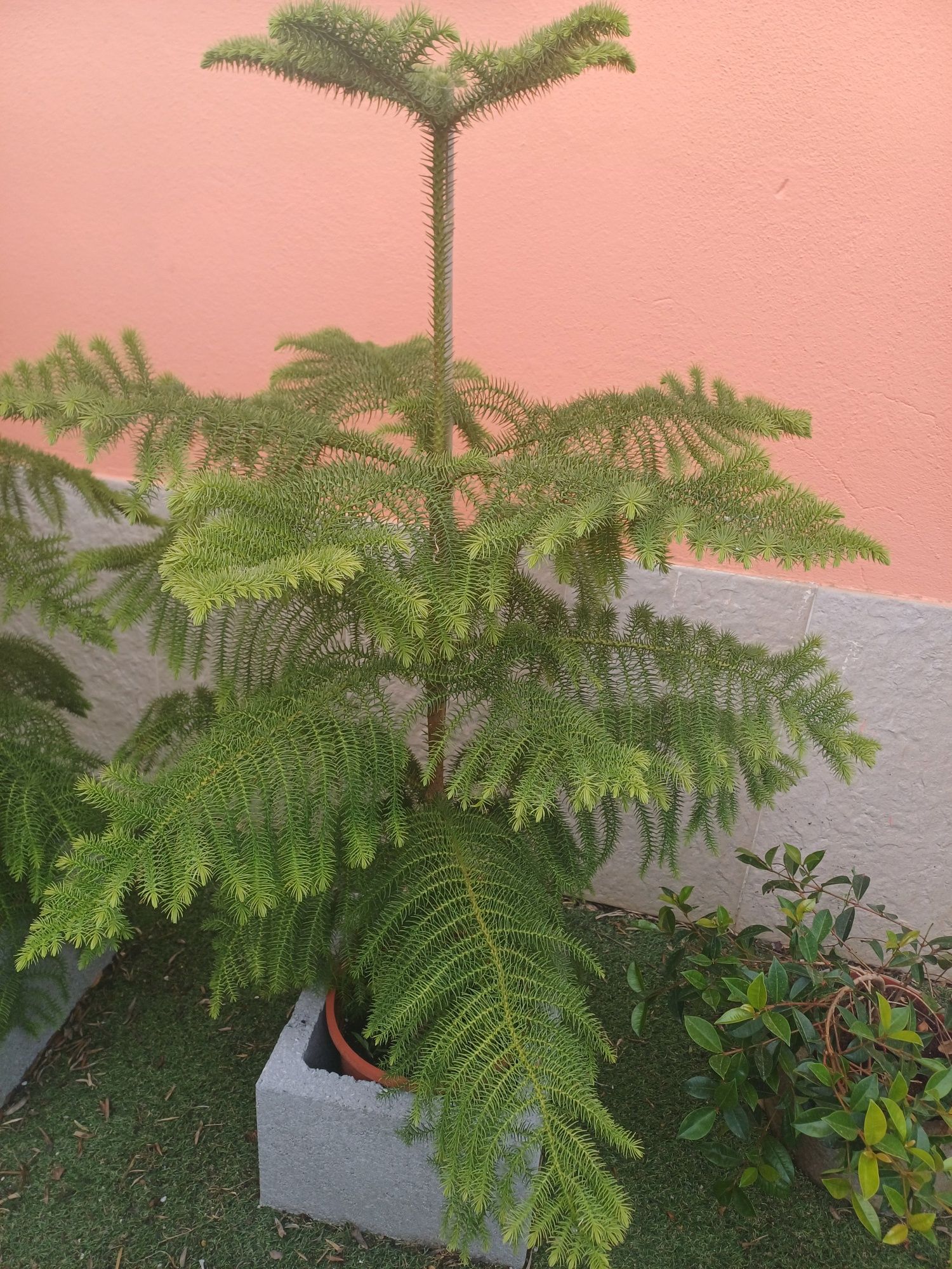 Araucaria heterophylla