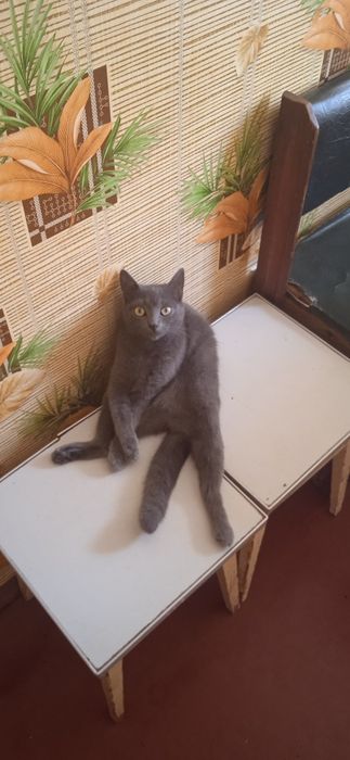 Кішка в пошуках нової родини