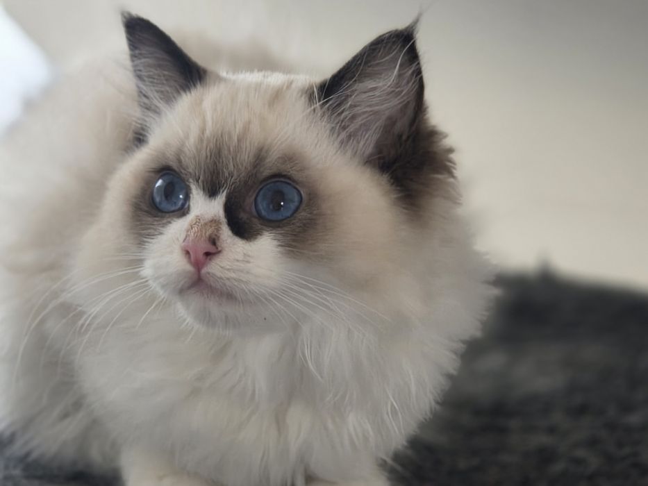 Kotka RAGDOLL z rodowodem FPL