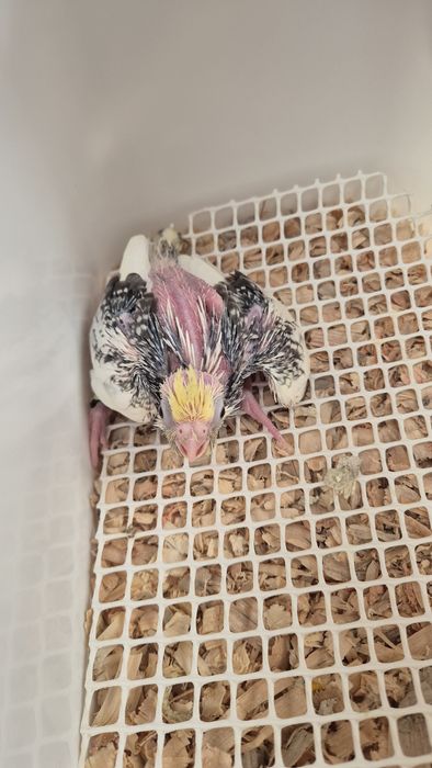 Caturras bebés para criar à mão