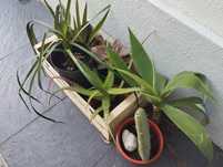 Cabaz com 6 vasos de suculentas agave aloes