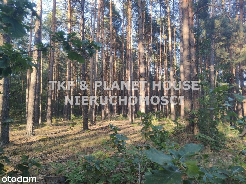 Na sprzedaż działka leśna pow. 4 ha Walerianów