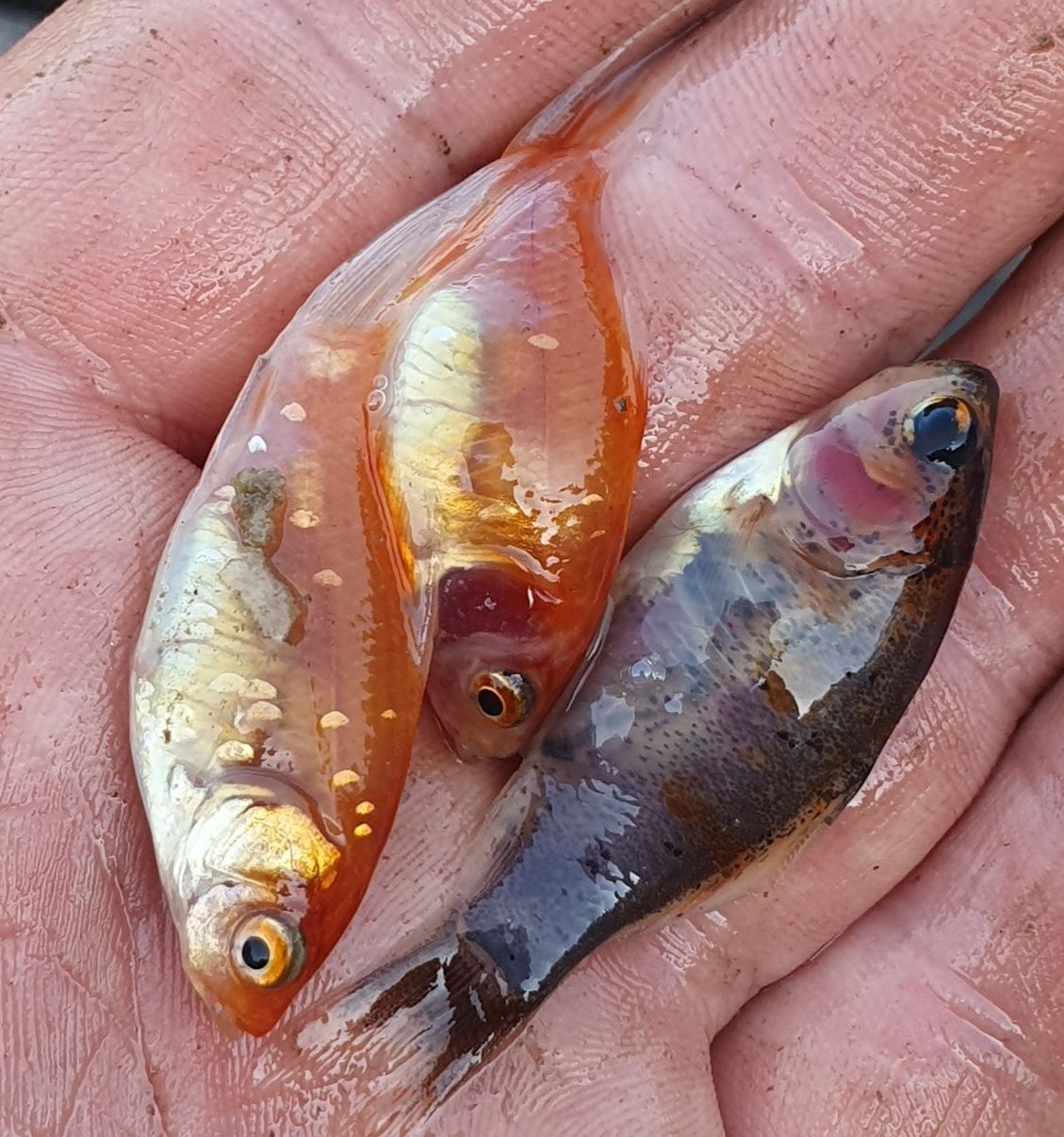 ryby karaś, karp  do oczka, stawu