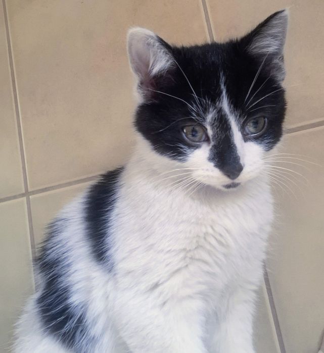 Rezerwacja Kot , kotki 3 miesiace