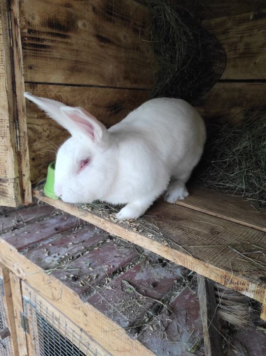 Робочий самчик породи Термонська біла