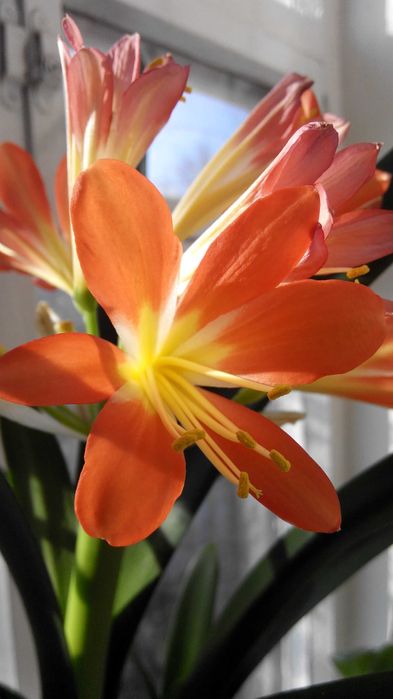 Клівія оранжева, продам