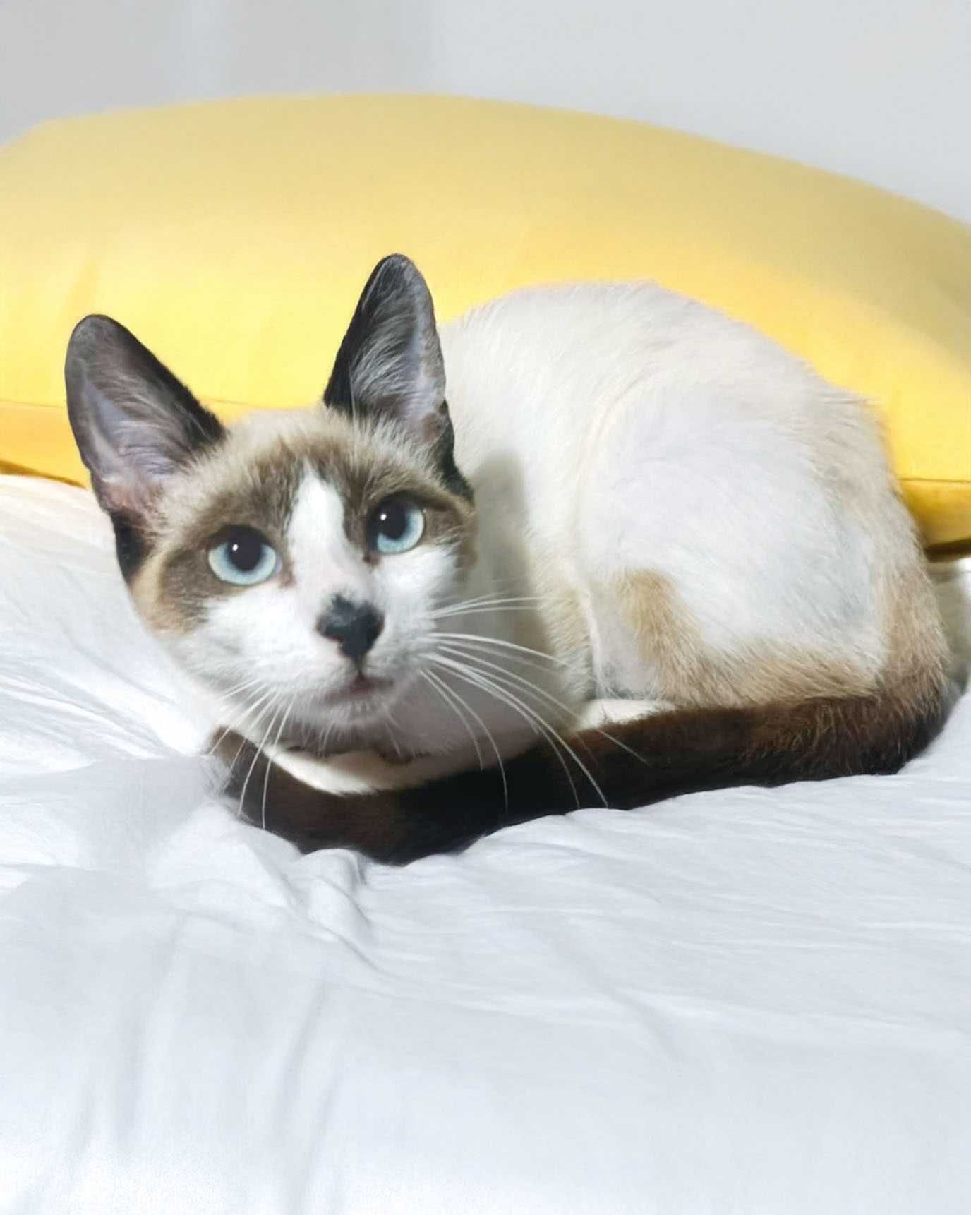Setúbal / Margem Sul / Lisboa — JUANITA, gatinha para adoção