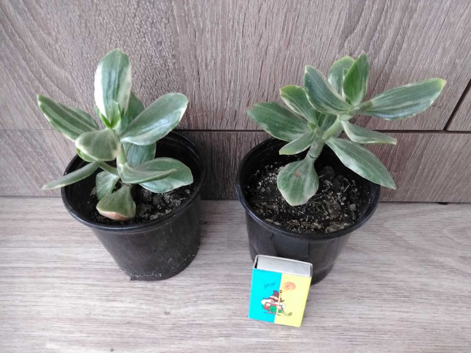 пестролистное денежное дерево крассула ovata Tricolor