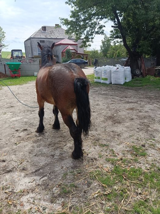 Zribica zimnokrwista