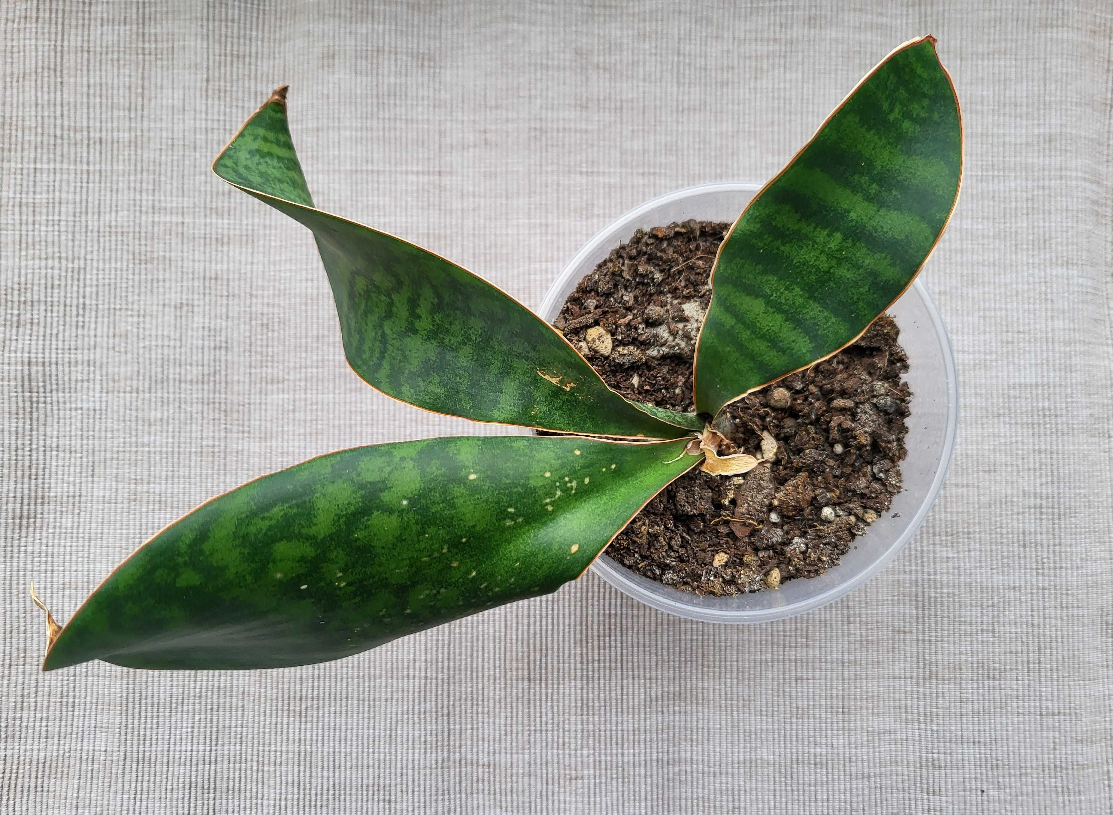 Sansevieria masoniana