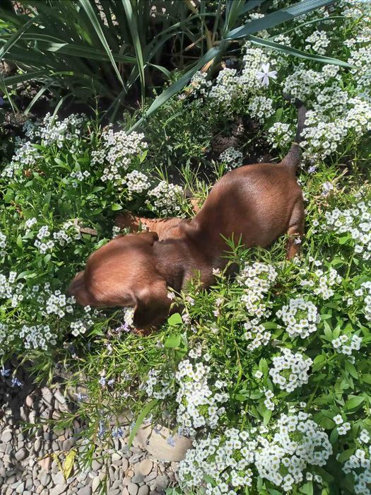 Яскраві таксята хлопчики.