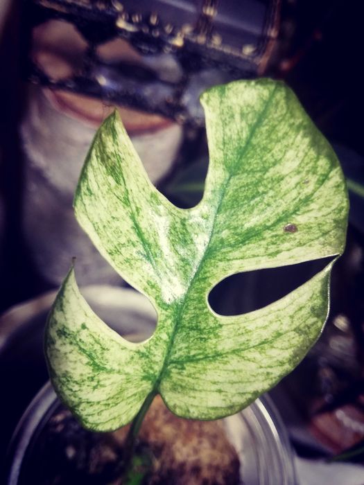 Monstera Minima White Monster Mint Raphidophora Tetrasperma variegata