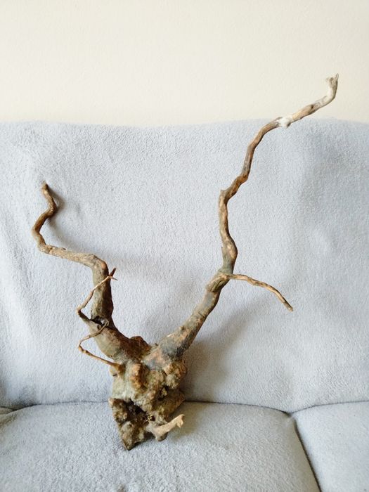 Piękny korzeń do akwarium