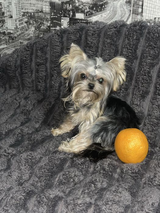 Дівчатка 9 місяців міні