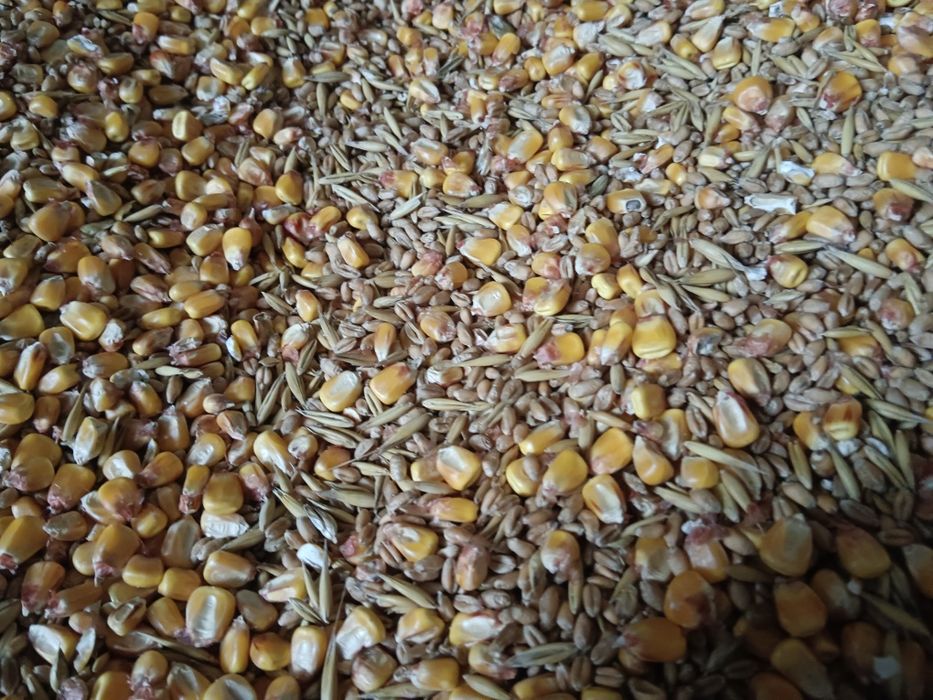 Śruta/pasza dla zwierząt(kur, kaczek, królików itp)