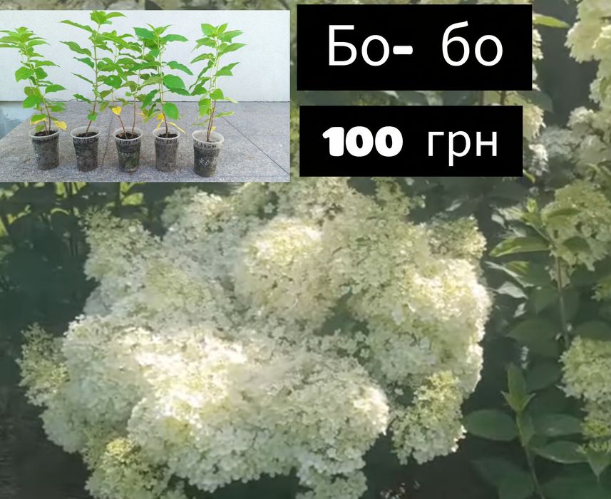 Лаванда_кусты лаванды_юкка