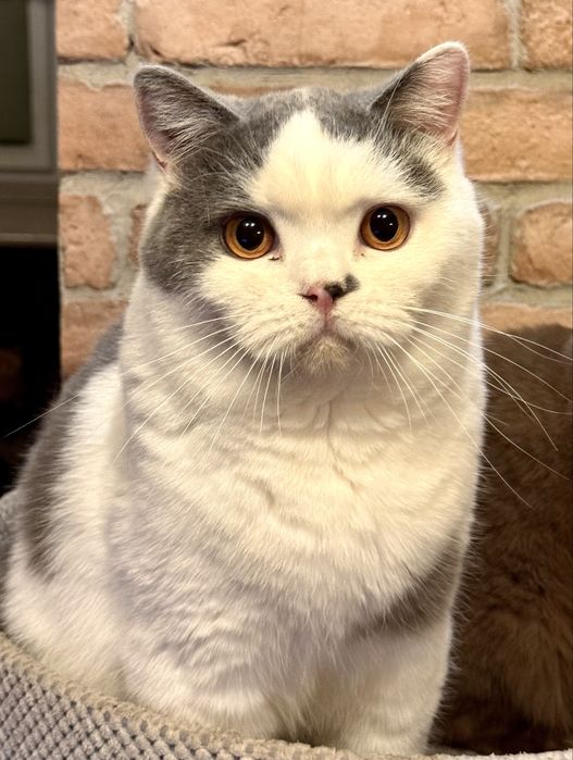 Kocur brytyjski niebieski biklor