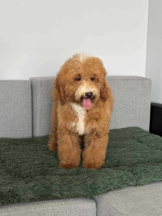 Pudel miniatura -Piesek